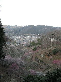 日向和田　吉野梅郷