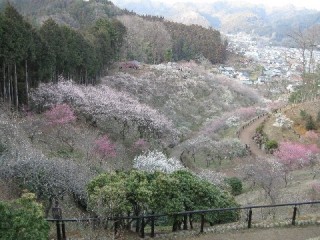 青梅市　梅の公園