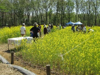 菜の花摘み取り体験