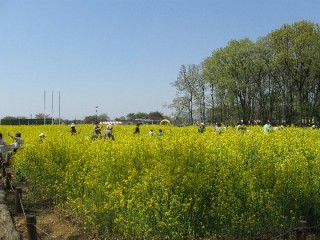 すぐそこ新座　春まつり　菜の花まつり