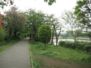 白幡緑道　白幡遊歩道