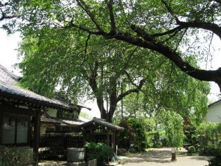 金仙寺のしだれ桜