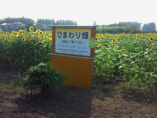 所沢　向日葵畑　うらとこ　浦和所沢