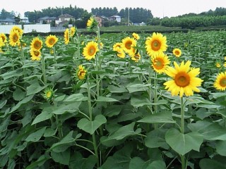 ひまわり畑プロジェクト　所沢　北野