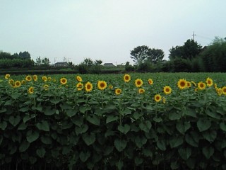 お花畑プロジェクト　所沢　小手指