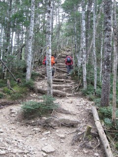 金峰山登山道の原生林