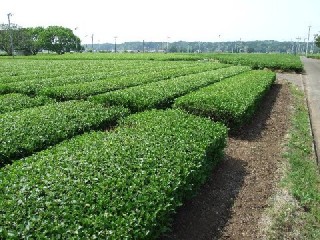 入間 金子 狭山茶 茶畑