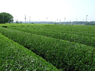 入間 金子 狭山茶 茶畑