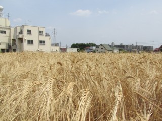 所沢 地ビール 野老ゴールデン 株式会社ベルビア