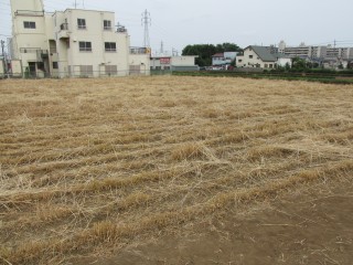 所沢 地ビール 野老ゴールデン 株式会社ベルビア