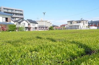 所沢　魅力　名物　特産　お茶　狭山茶